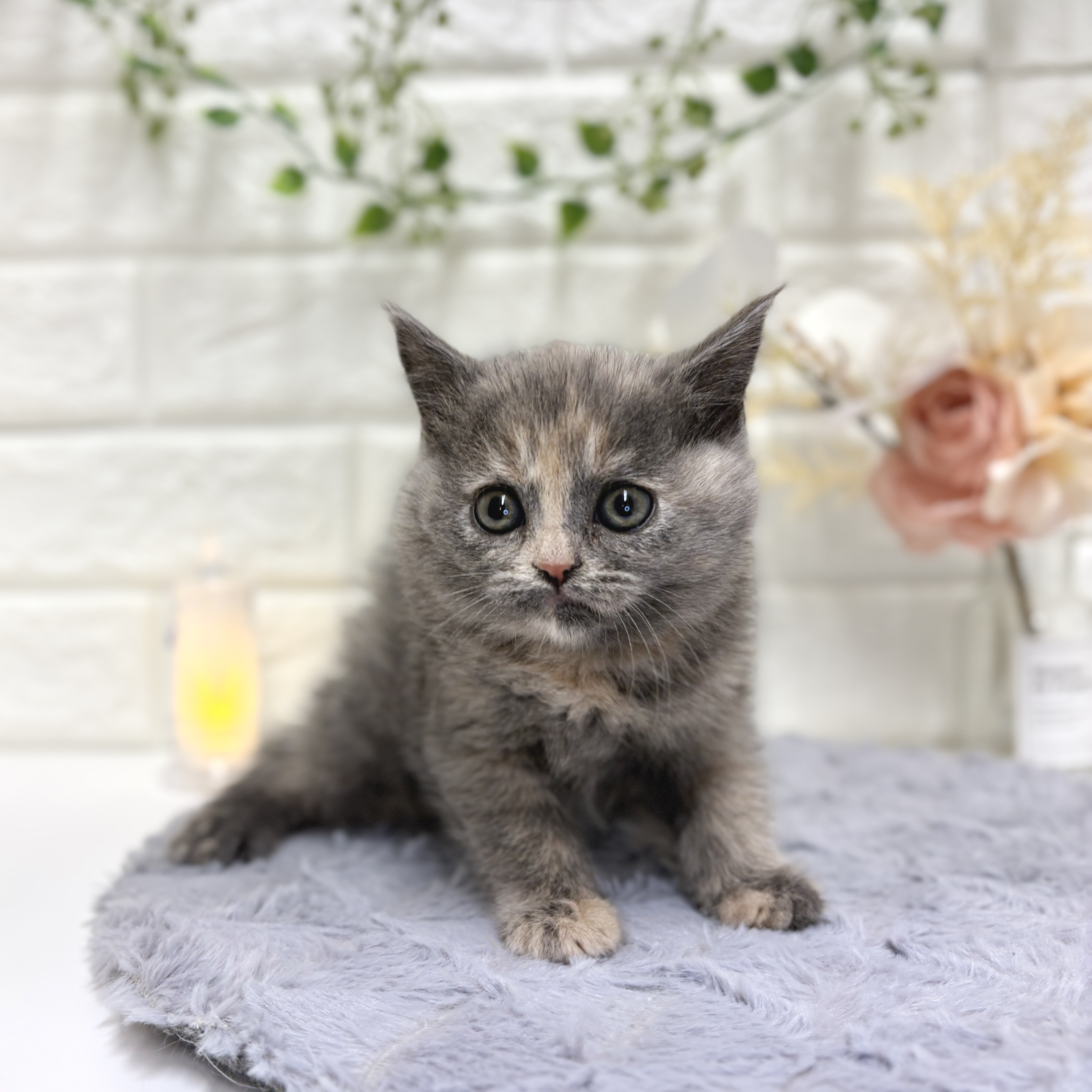 ブリティッシュショートヘア女の子の写真
