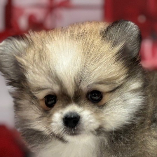 福岡県のポメチワ/チワポメ/ポメチー(ポメラニアン×チワワ) (犬の家＆猫の里トリアス久山店/2025年12月22日生まれ/男の子/クリームセーブルホワイト)の子犬の1枚目の画像