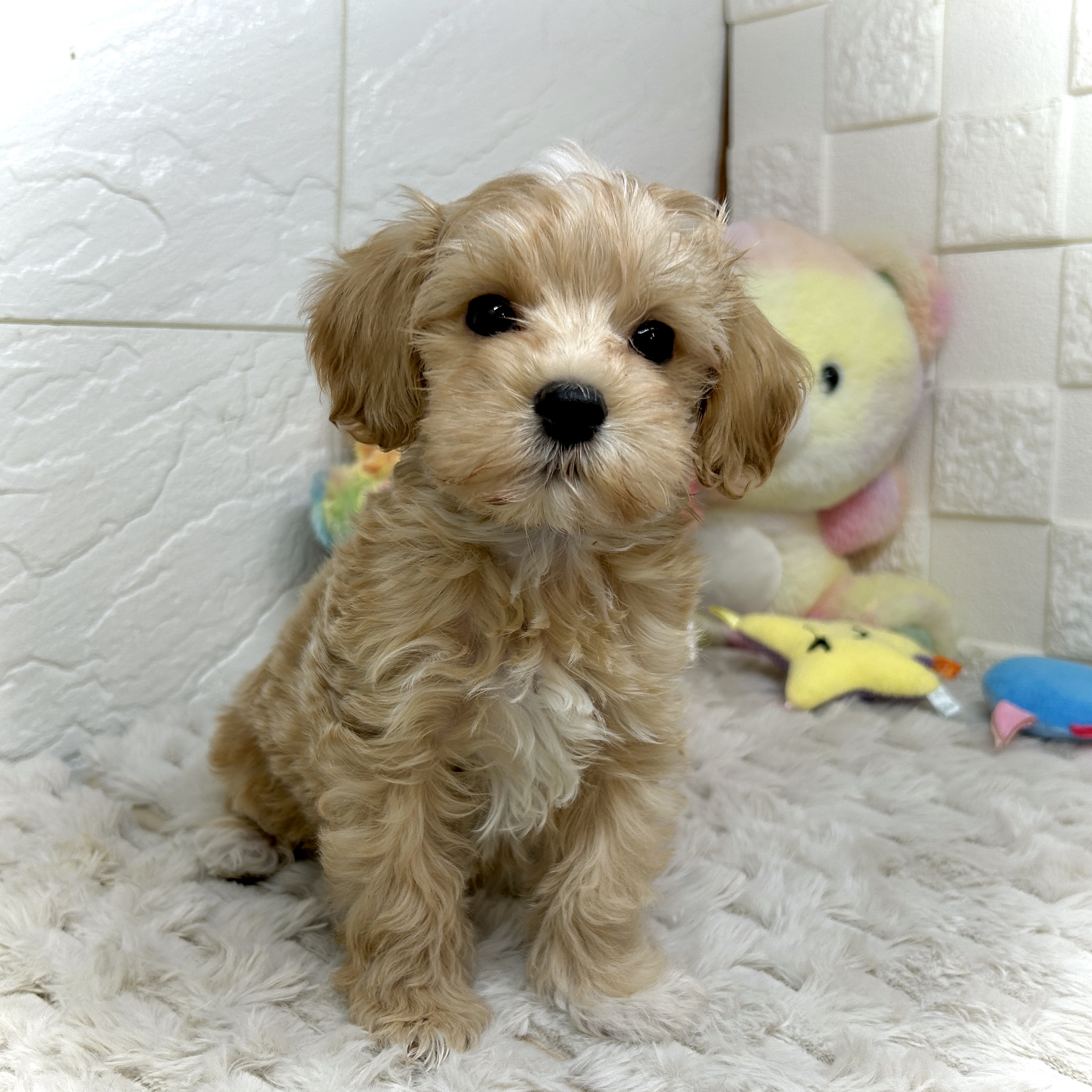 兵庫県のマルプー(マルチーズ×プードル) (犬の家＆猫の里ゆめタウン姫路店/2025年12月24日生まれ/男の子/クリーム)の子犬の1枚目の画像