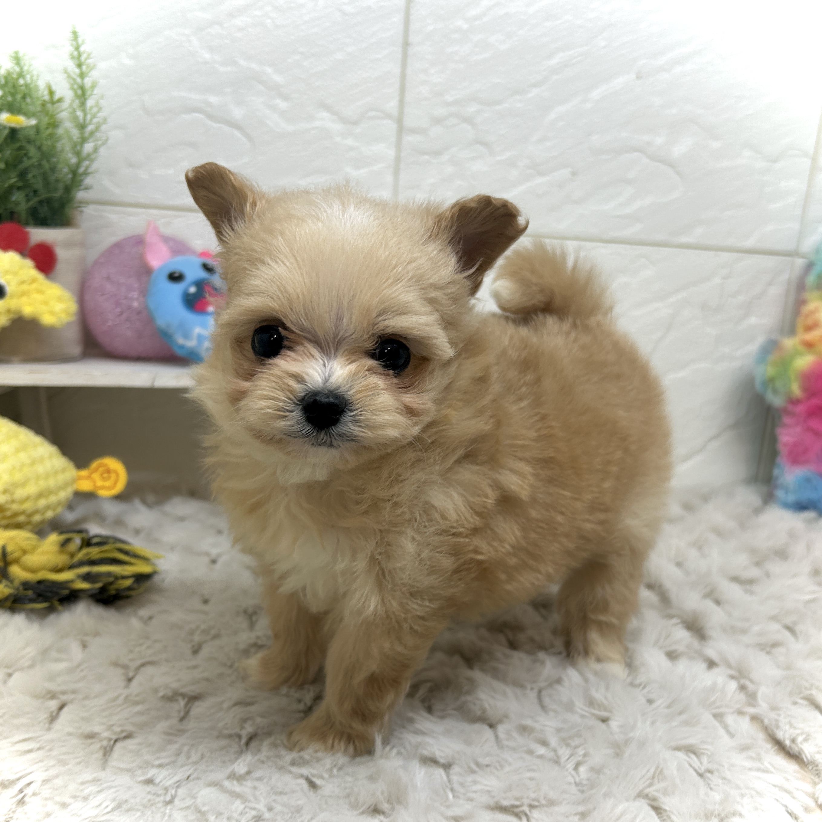 兵庫県のポメプー(ポメラニアン×プードル) (犬の家＆猫の里ゆめタウン姫路店/2025年12月26日生まれ/女の子/オレンジ)の子犬の1枚目の画像