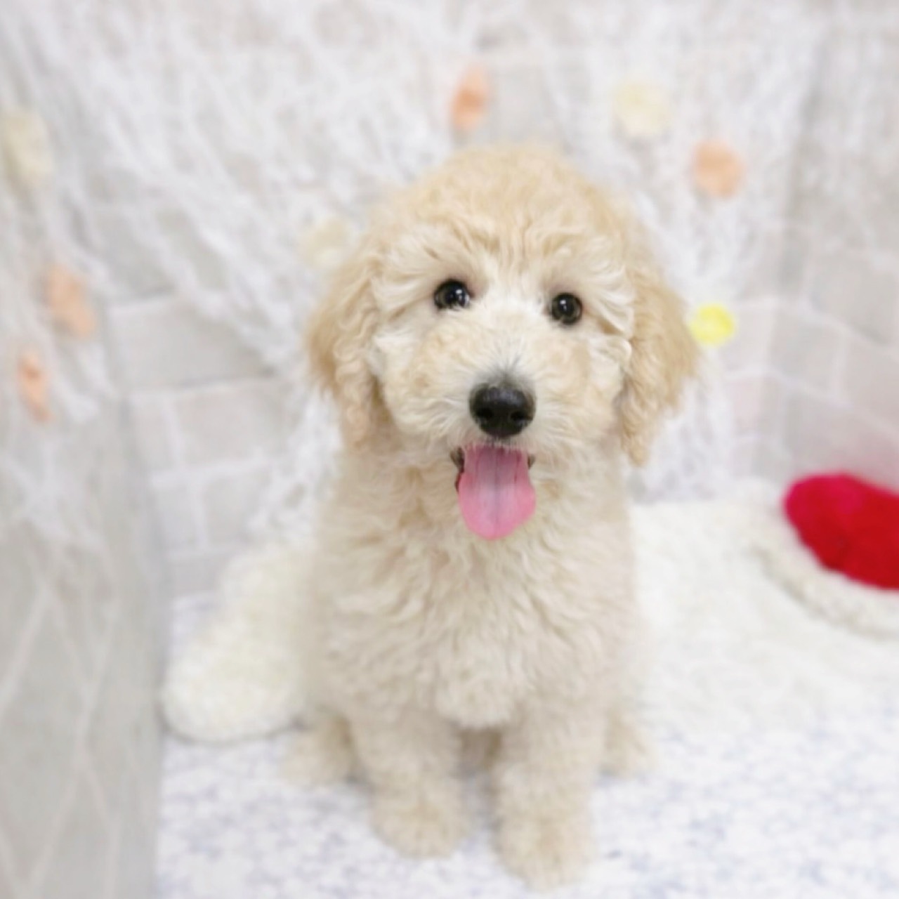 京都府のスタンダードプードル (犬の家＆猫の里京都精華店/2025年12月28日生まれ/女の子/ペールフォーン)の子犬の1枚目の画像