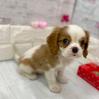 静岡県のキャバリアキングチャールズスパニエル (犬の家＆猫の里プレ葉ウォーク浜北店/2025年12月28日生まれ/男の子/ブレンハイム)の子犬の1枚目の画像