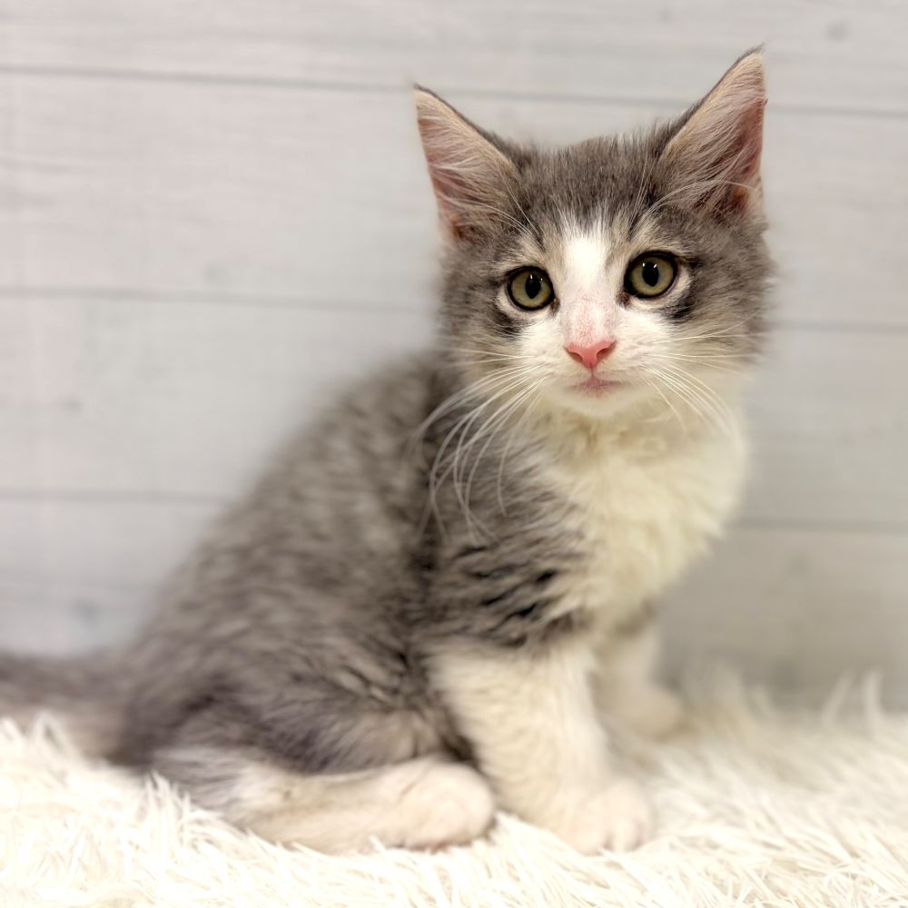 愛知県のノルウェージャンフォレストキャット (犬の家＆猫の里豊田店/2025年12月26日生まれ/男の子/ブルータビーホワイト)の子猫の1枚目の画像