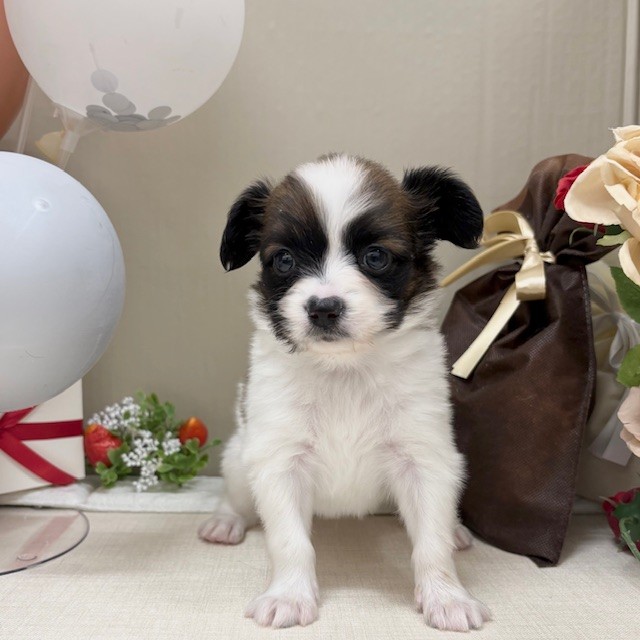 千葉県のパピヨン (犬の家＆猫の里ワンズモール稲毛店/2025年12月30日生まれ/男の子/ホワイトブラウン)の子犬の1枚目の画像