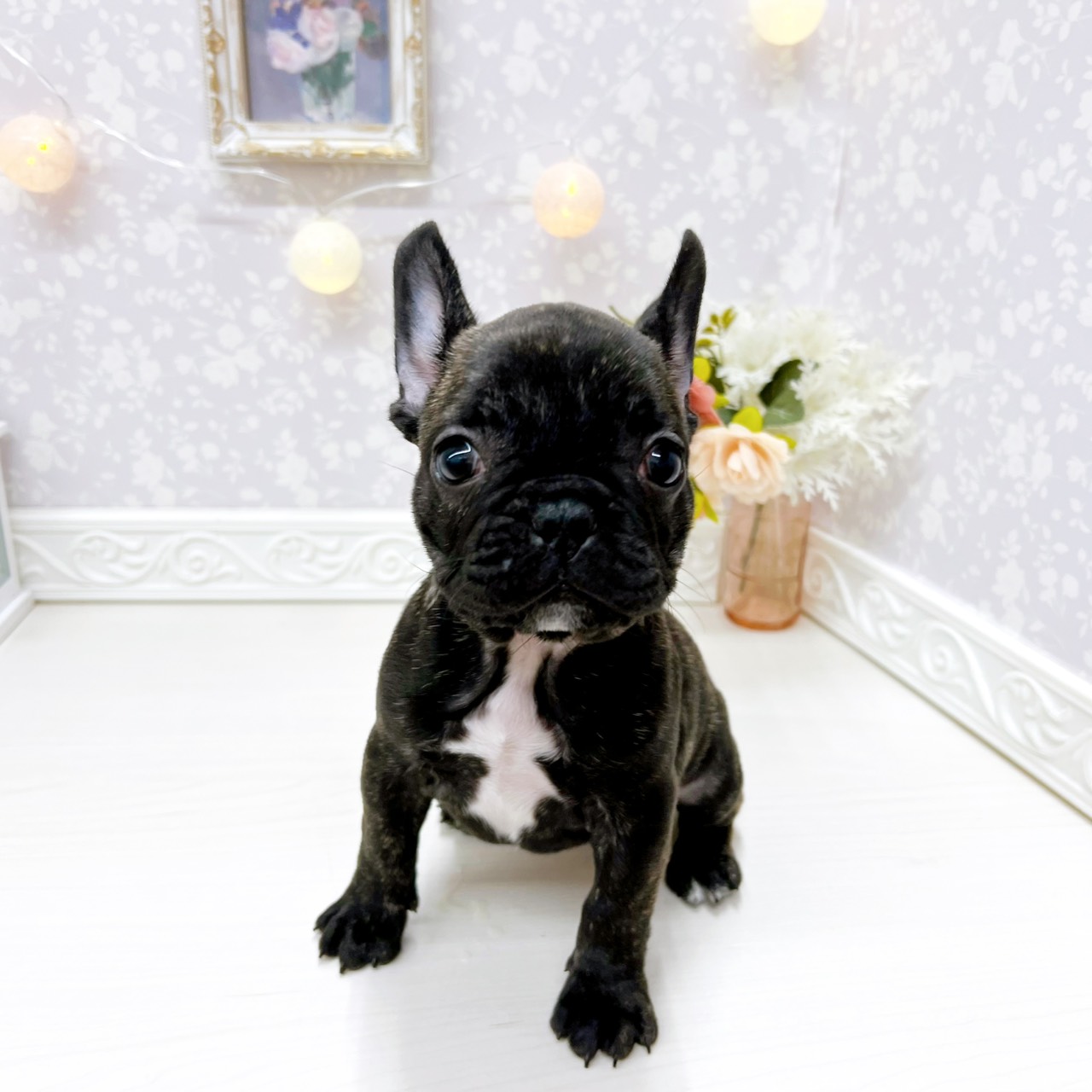 子犬の詳細情報 (富山県/2025年12月28日生まれ/女の子/ブリンドル