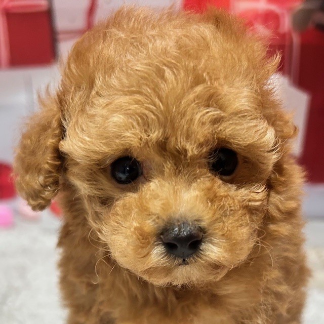 福岡県のトイプードル(トイ) (犬の家＆猫の里トリアス久山店/2025年12月30日生まれ/女の子/アプリコット)の子犬の1枚目の画像