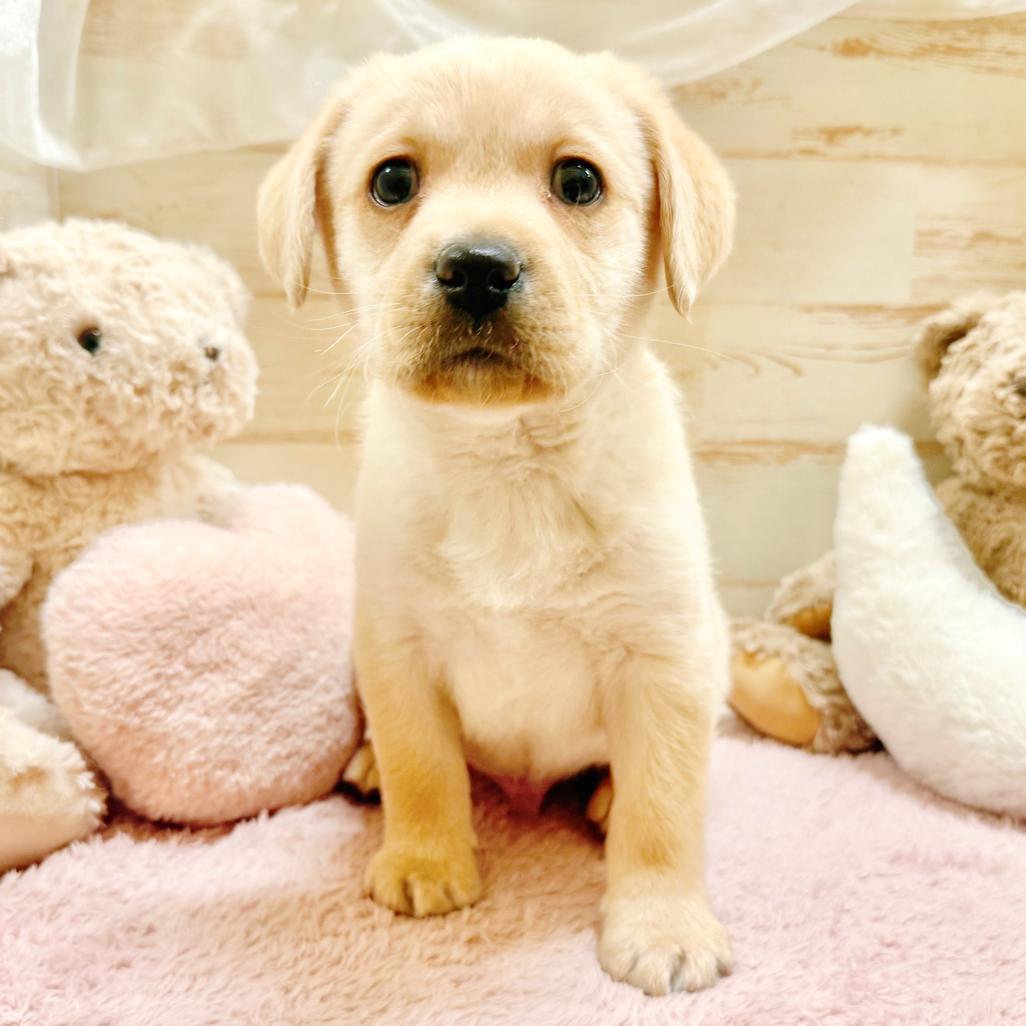 兵庫県のラブラドールレトリーバー (犬の家＆猫の里神戸店/2025年12月31日生まれ/男の子/イエロー)の子犬の1枚目の画像