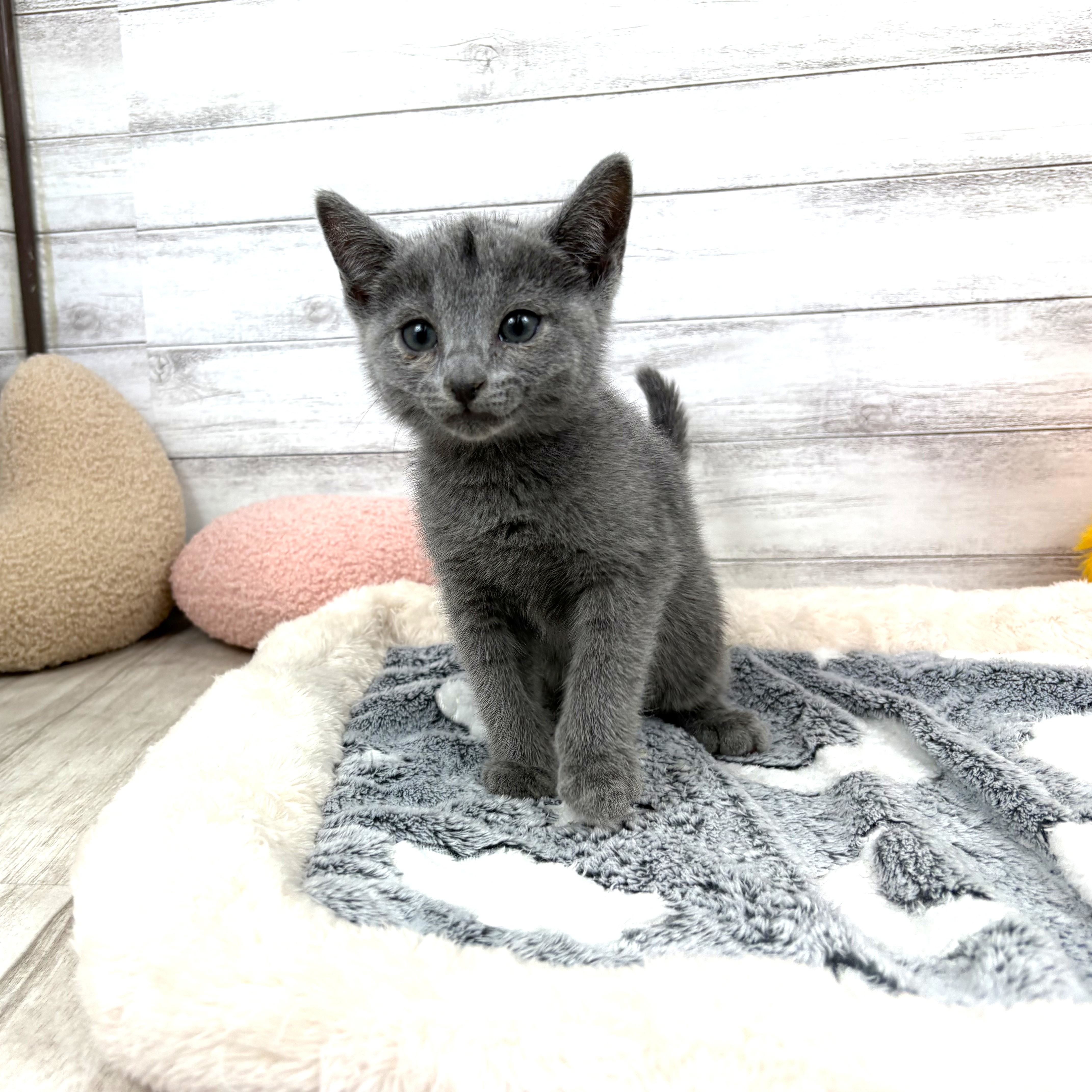 ロシアンブルーの子猫を価格や特徴で探す|ペットショップ探すなら