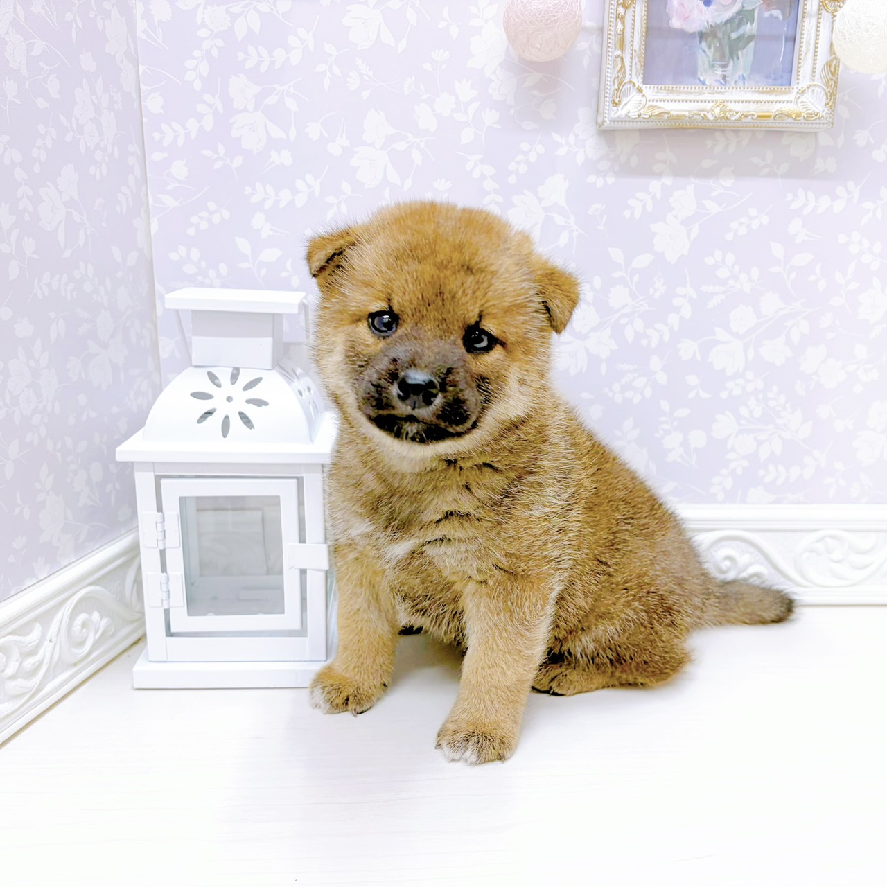 富山県の柴犬(標準サイズ) (犬の家＆猫の里アミーゴ山室店/2026年1月6日生まれ/男の子/赤)の子犬の1枚目の画像