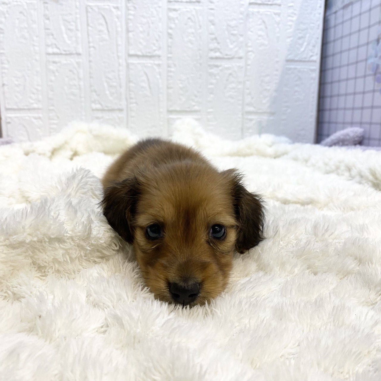 長野県のミニチュアダックスフンド(ロング) (犬の家＆猫の里カインズ梓川店/2026年1月6日生まれ/女の子/レッド)の子犬の1枚目の画像