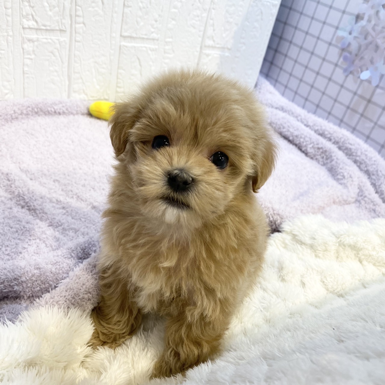 長野県のマルプー(マルチーズ×プードル) (犬の家＆猫の里カインズ梓川店/2026年1月4日生まれ/女の子/アプリコット)の子犬の1枚目の画像