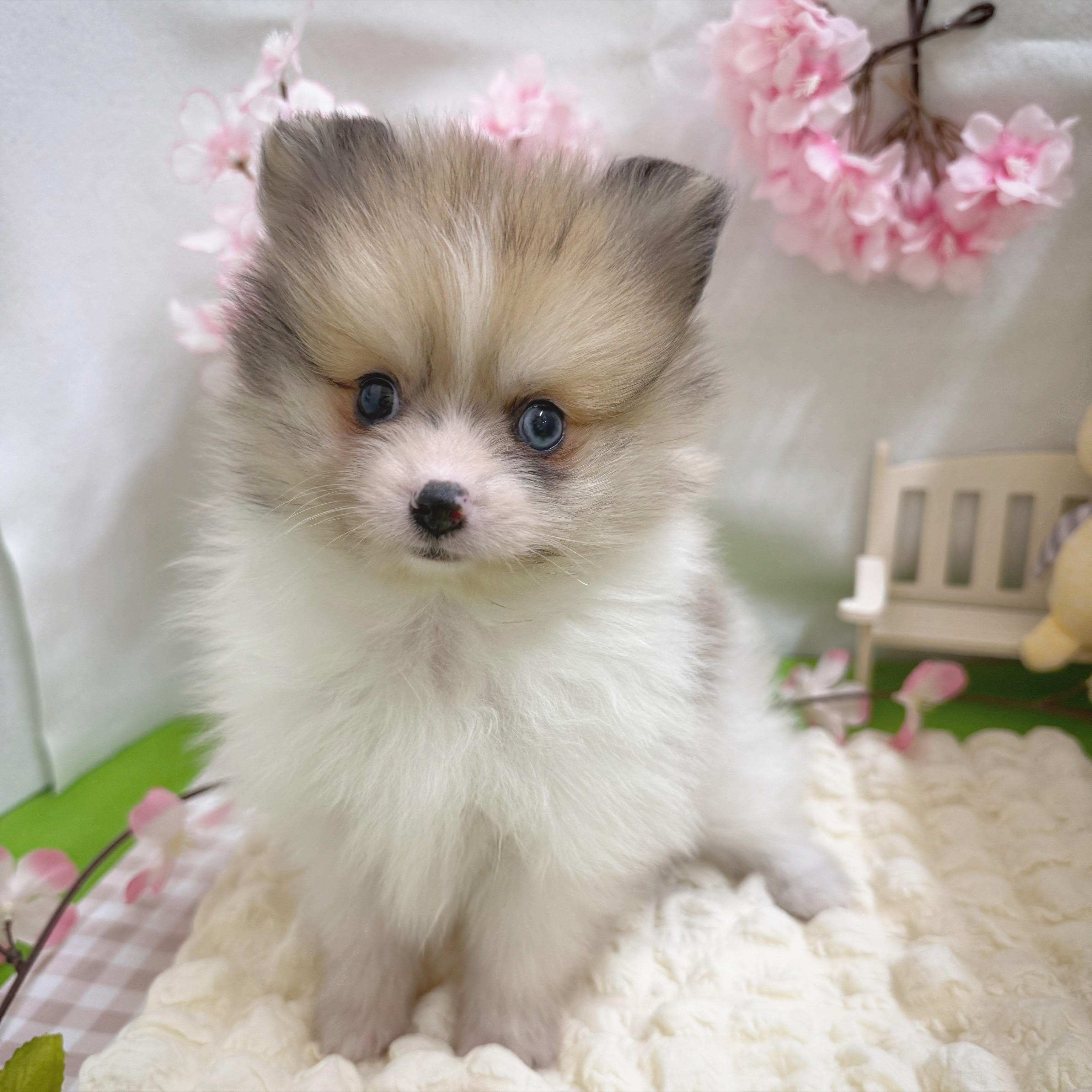 静岡県のポメラニアン (犬の家＆猫の里藤枝店/2026年1月6日生まれ/男の子/ホワイト＆オレンジマール)の子犬の1枚目の画像