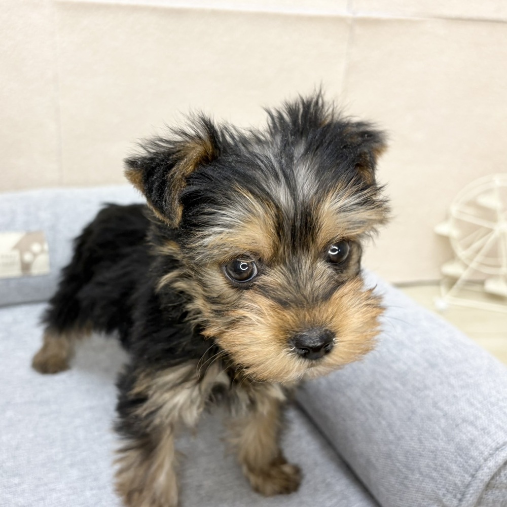 長野県のヨークシャーテリア (犬の家＆猫の里塩尻店/2026年1月5日生まれ/女の子/スチールブルータン)の子犬の1枚目の画像