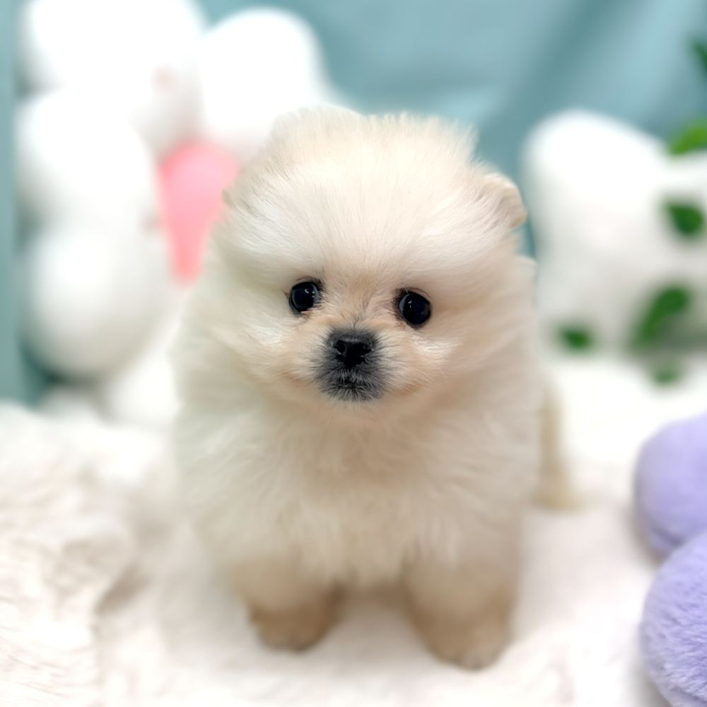 愛知県のポメラニアン (犬の家＆猫の里愛知刈谷店/2026年1月6日生まれ/男の子/ホワイト)の子犬の1枚目の画像