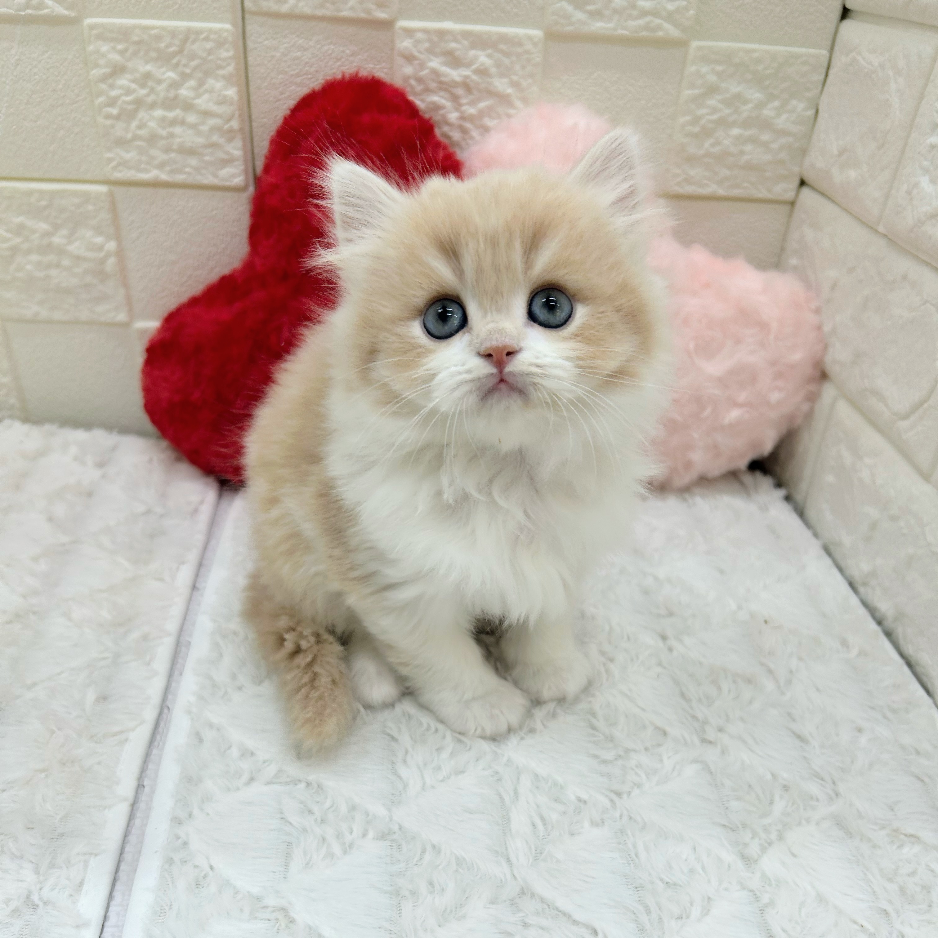 愛知県のスコティッシュストレート (犬の家＆猫の里アミーゴ神の倉店/2026年1月7日生まれ/男の子/クリームタビーホワイト)の子猫の1枚目の画像