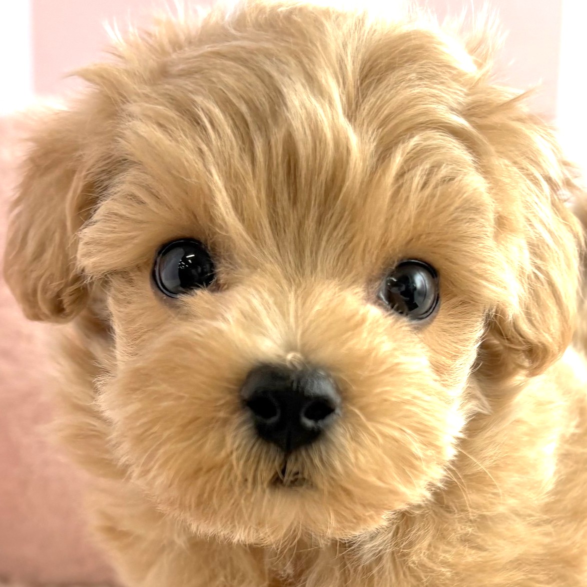 岡山県のマルプー(マルチーズ×プードル) (犬の家＆猫の里倉敷中庄店/2026年1月6日生まれ/男の子/クリーム)の子犬の1枚目の画像