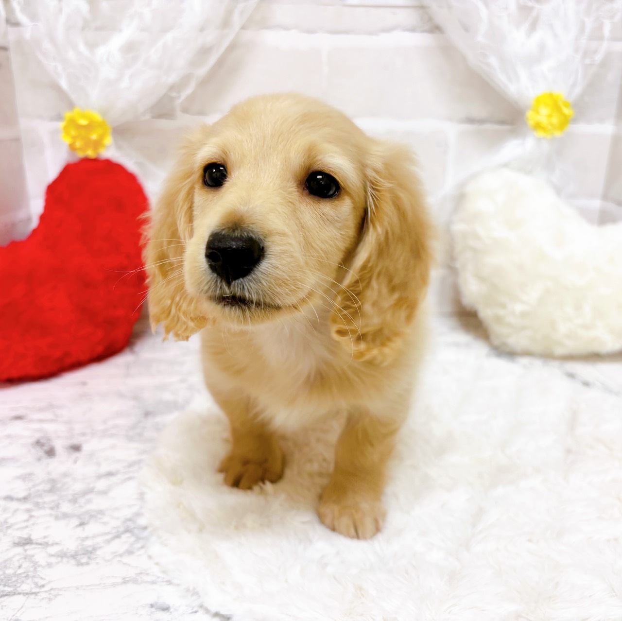 京都府のミニチュアダックスフンド(ロング) (犬の家＆猫の里京都精華店/2026年1月8日生まれ/男の子/イエロー)の子犬の1枚目の画像