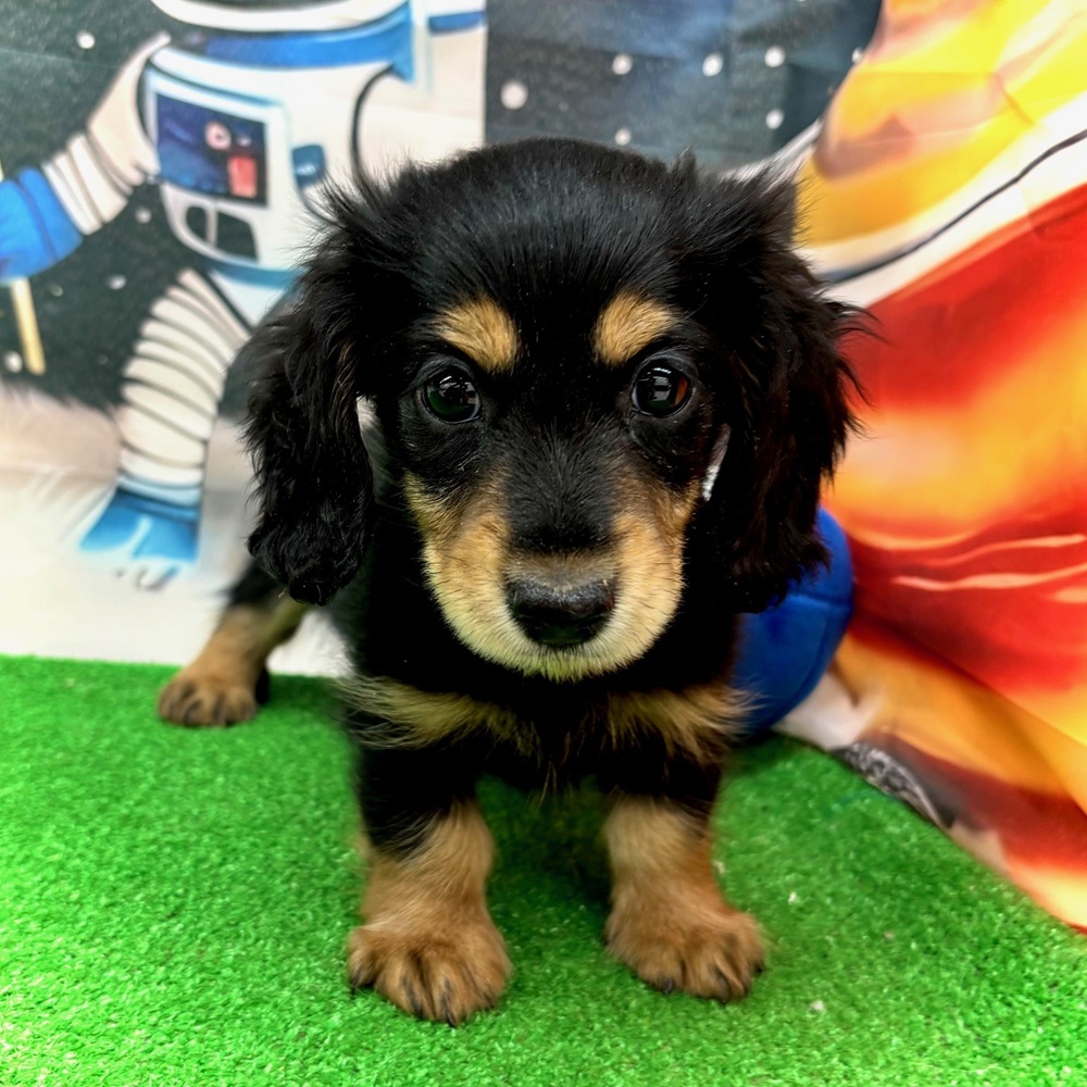 愛知県のミニチュアダックスフンド(ロング) (犬の家＆猫の里名古屋天白店/2026年1月7日生まれ/男の子/ブラックタン)の子犬の1枚目の画像