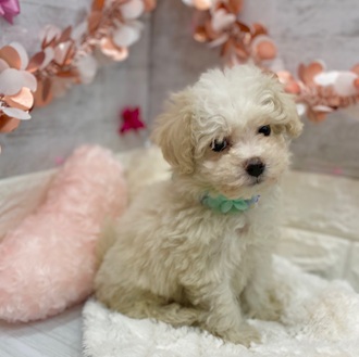静岡県のビションプー(ビションフリーゼ×プードル) (犬の家＆猫の里プレ葉ウォーク浜北店/2026年1月8日生まれ/女の子/ホワイト)の子犬の1枚目の画像