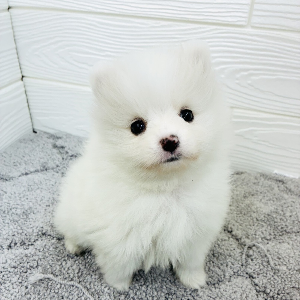 ハーフ犬男の子の写真