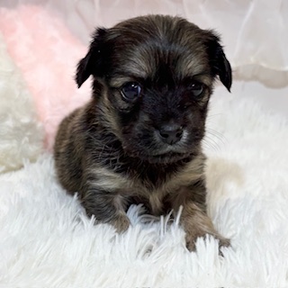 兵庫県のチワックス(チワワ×ダックス) (犬の家＆猫の里カナート西神戸店/2026年1月10日生まれ/女の子/レッド)の子犬の1枚目の画像