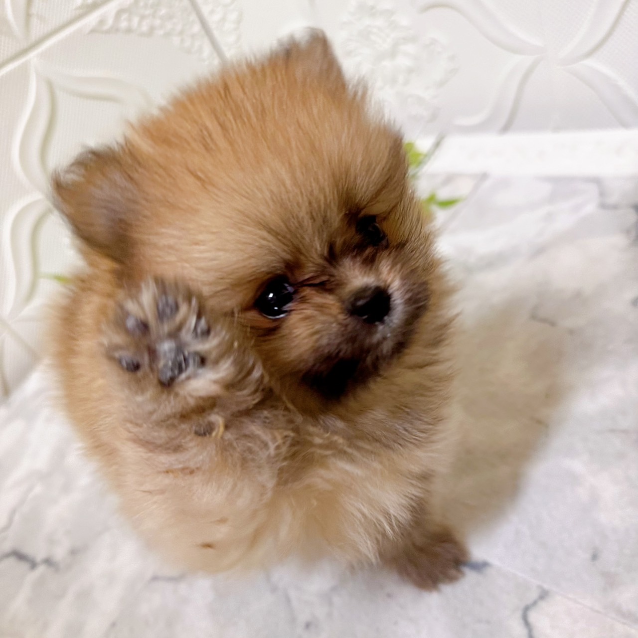 愛知県のポメラニアン (犬の家＆猫の里岡崎店/2026年1月8日生まれ/女の子/オレンジ)の子犬の1枚目の画像