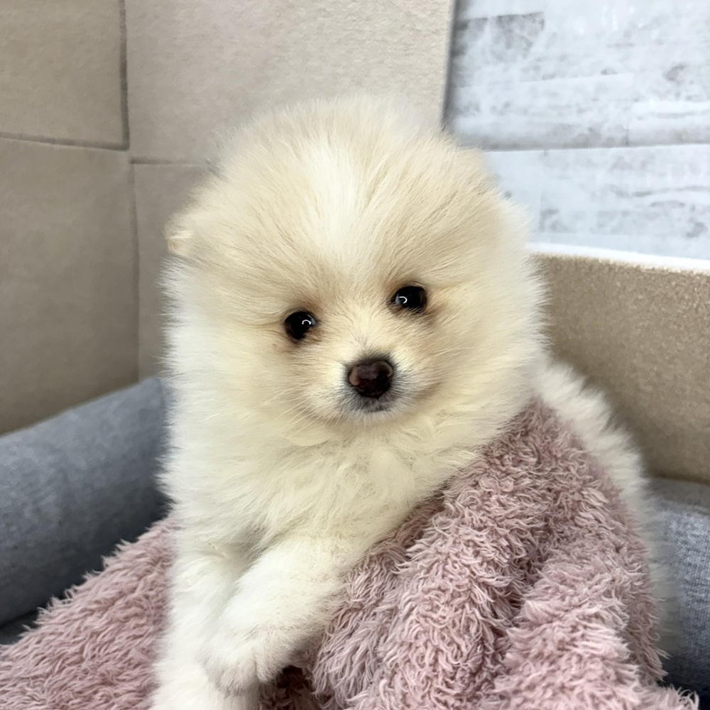長野県のポメラニアン (犬の家＆猫の里塩尻店/2026年1月12日生まれ/男の子/クリームホワイト)の子犬の1枚目の画像