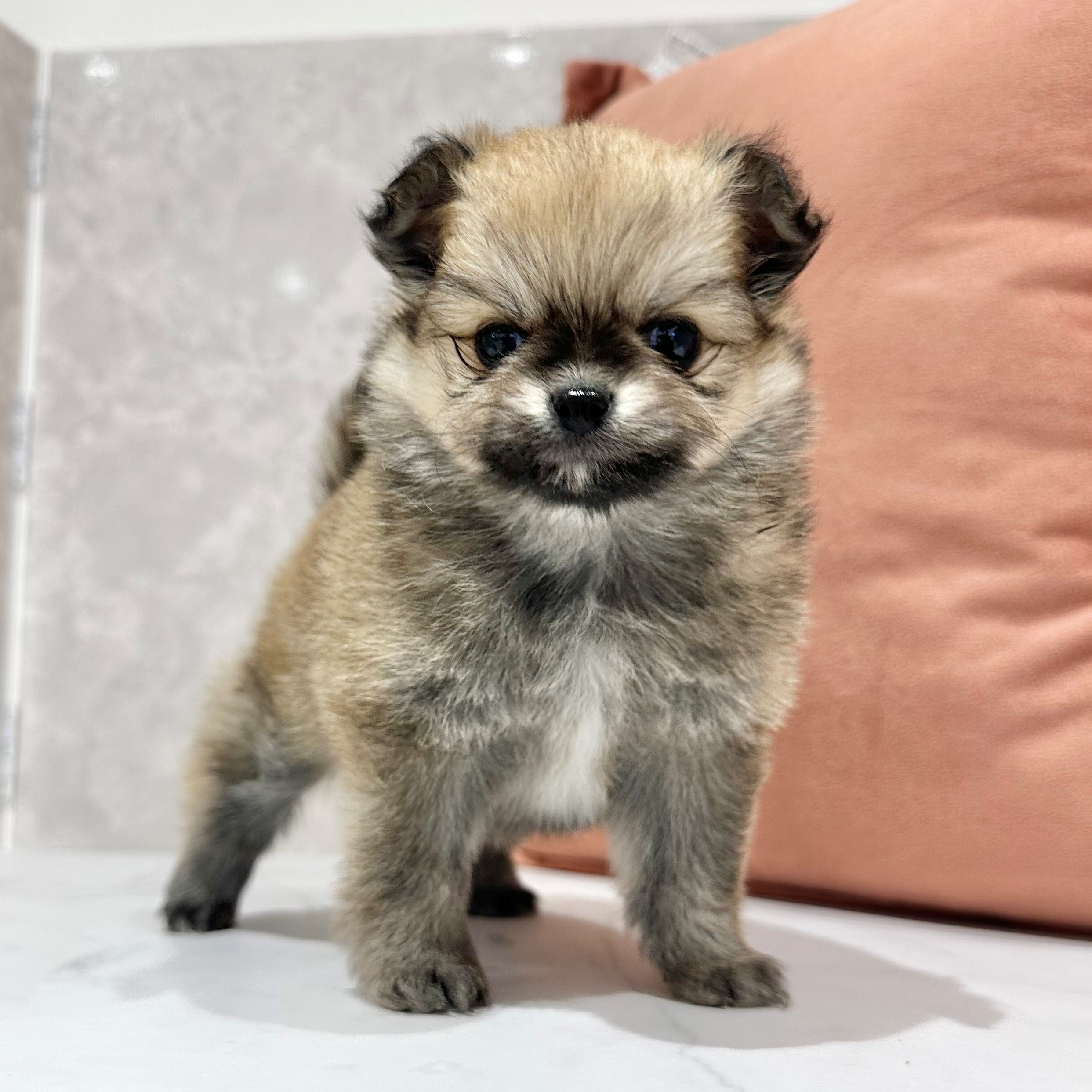 ハーフ犬女の子の写真