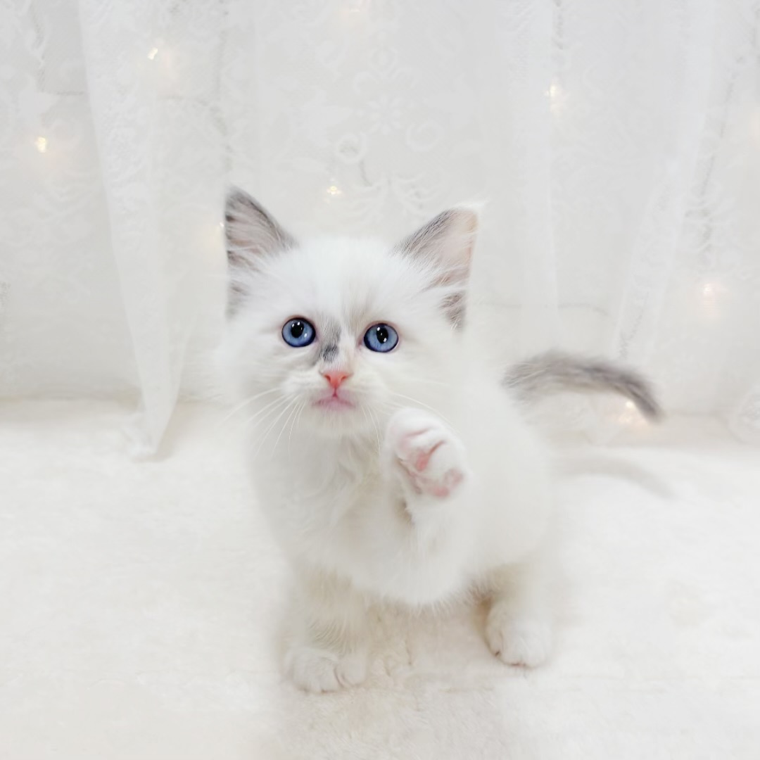 千葉県のラグドール (犬の家＆猫の里BIGHOPガーデンモール印西店/2026年1月13日生まれ/女の子/トーティポイントミテッド)の子猫の1枚目の画像