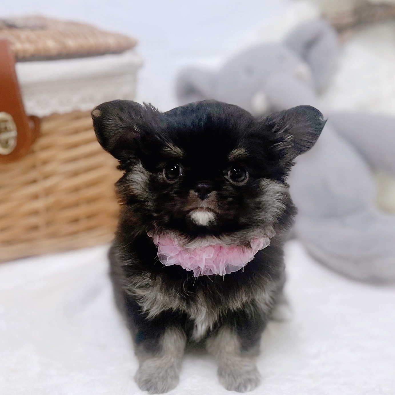 チワワ（ロング）女の子の写真