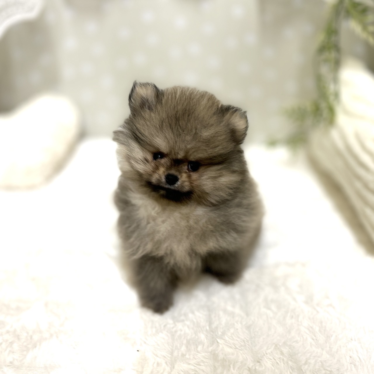 愛知県のポメラニアン (犬の家＆猫の里安城店/2026年1月15日生まれ/男の子/ウルフセーブル)の子犬の1枚目の画像