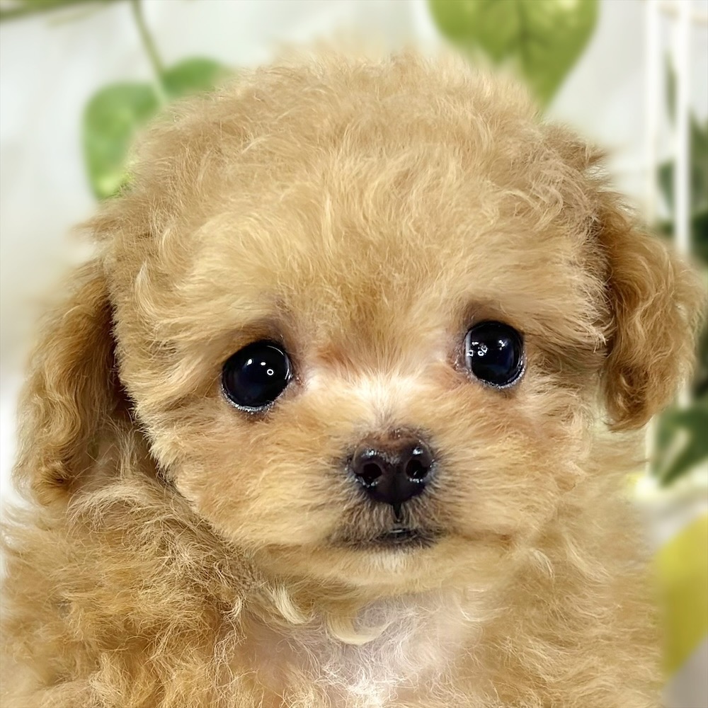 ハーフ犬女の子の写真