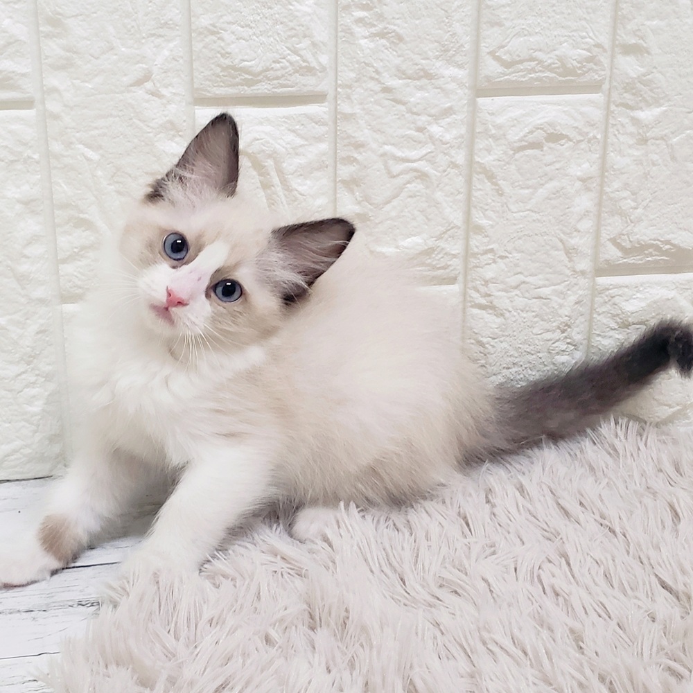 岡山県のラグドール (犬の家＆猫の里岡山店/2026年1月17日生まれ/女の子/シールポイントバイカラー)の子猫の1枚目の画像