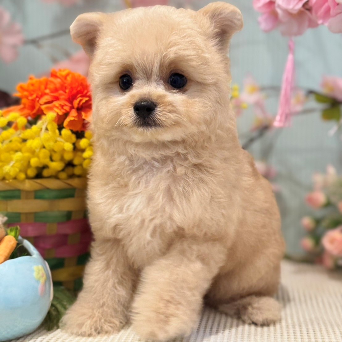 大阪府のチワプー/プーチー(チワワ×プードル) (犬の家＆猫の里もりのみやキューズモールBASE店/2026年1月16日生まれ/男の子/クリーム)の子犬の1枚目の画像