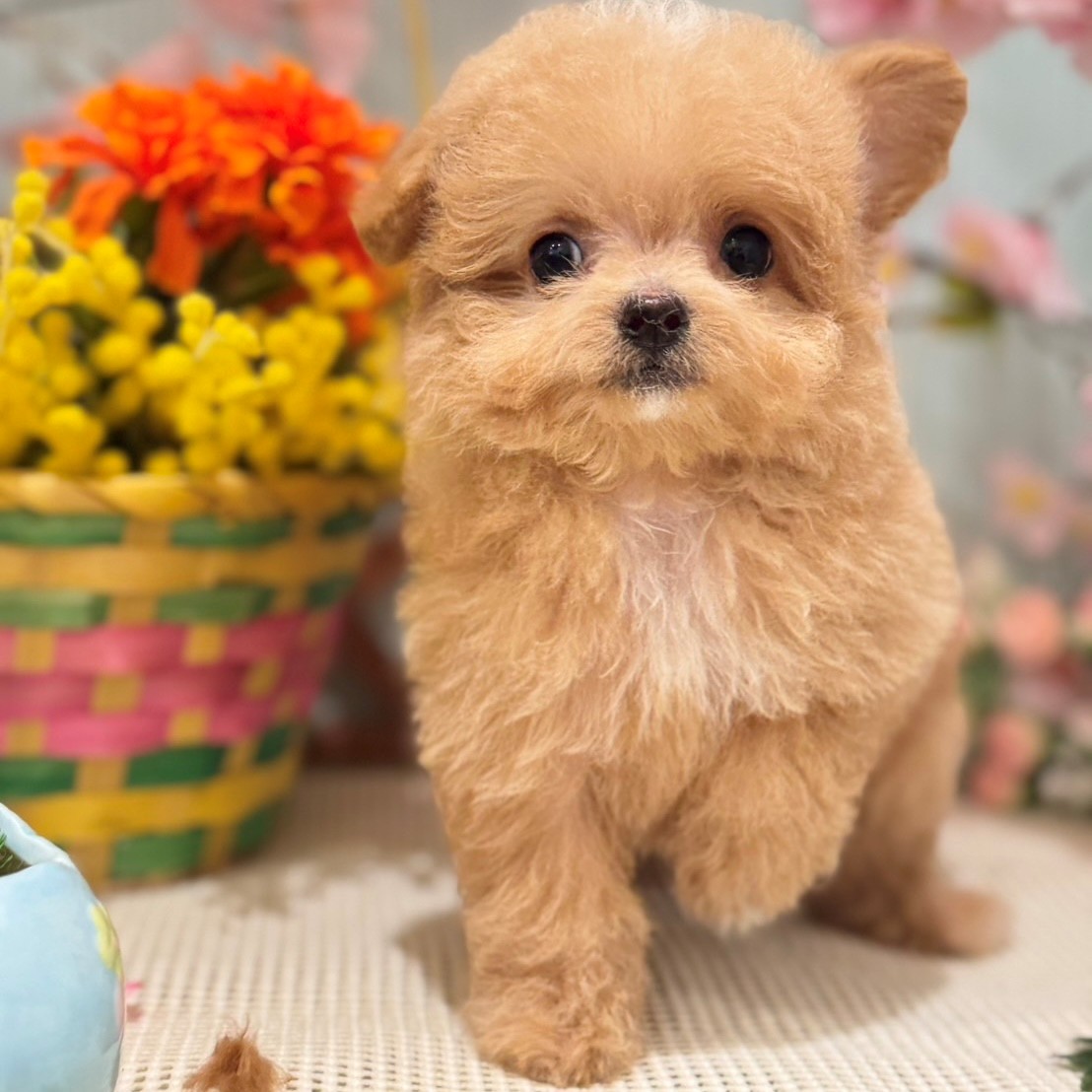 大阪府のチワプー/プーチー(チワワ×プードル) (犬の家＆猫の里もりのみやキューズモールBASE店/2026年1月18日生まれ/女の子/クリーム)の子犬の1枚目の画像