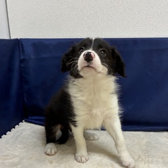 愛知県のボーダーコリー (犬の家＆猫の里一宮店/2026年1月16日生まれ/男の子/ブラックホワイト)の子犬の1枚目の画像