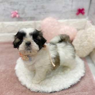 静岡県のシーズー (犬の家＆猫の里プレ葉ウォーク浜北店/2026年1月19日生まれ/女の子/ホワイトゴールド)の子犬の1枚目の画像