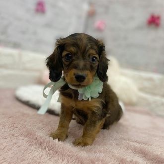 静岡県のミニチュアダックスフンド(ロング) (犬の家＆猫の里アミーゴ浜松和田店/2026年1月15日生まれ/男の子/レッド)の子犬の1枚目の画像