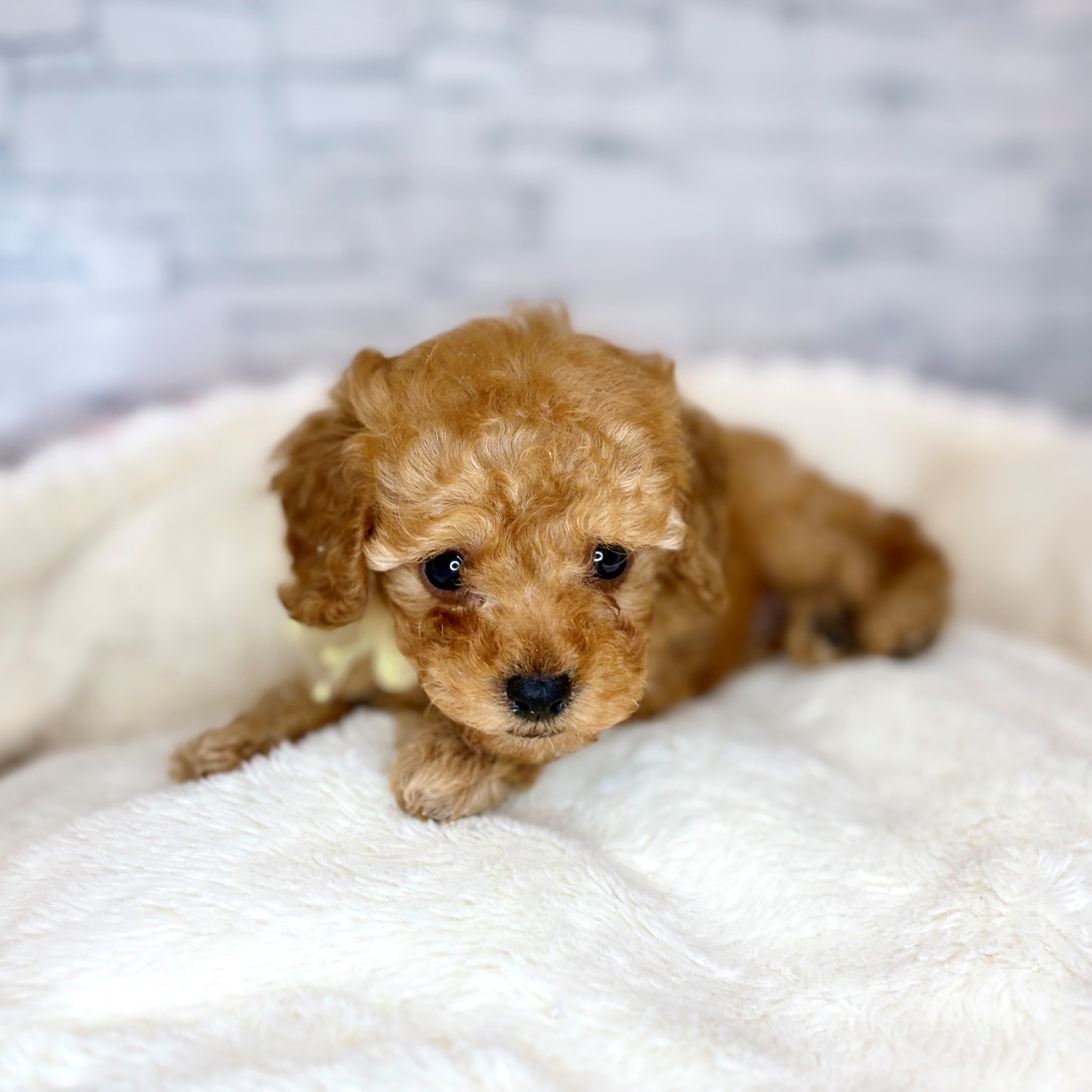トイプードル男の子の写真