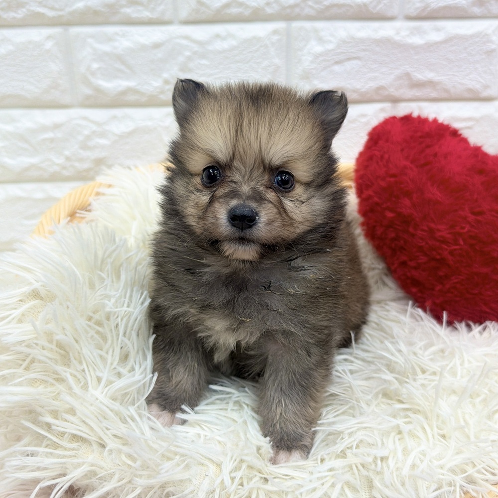 ハーフ犬男の子の写真