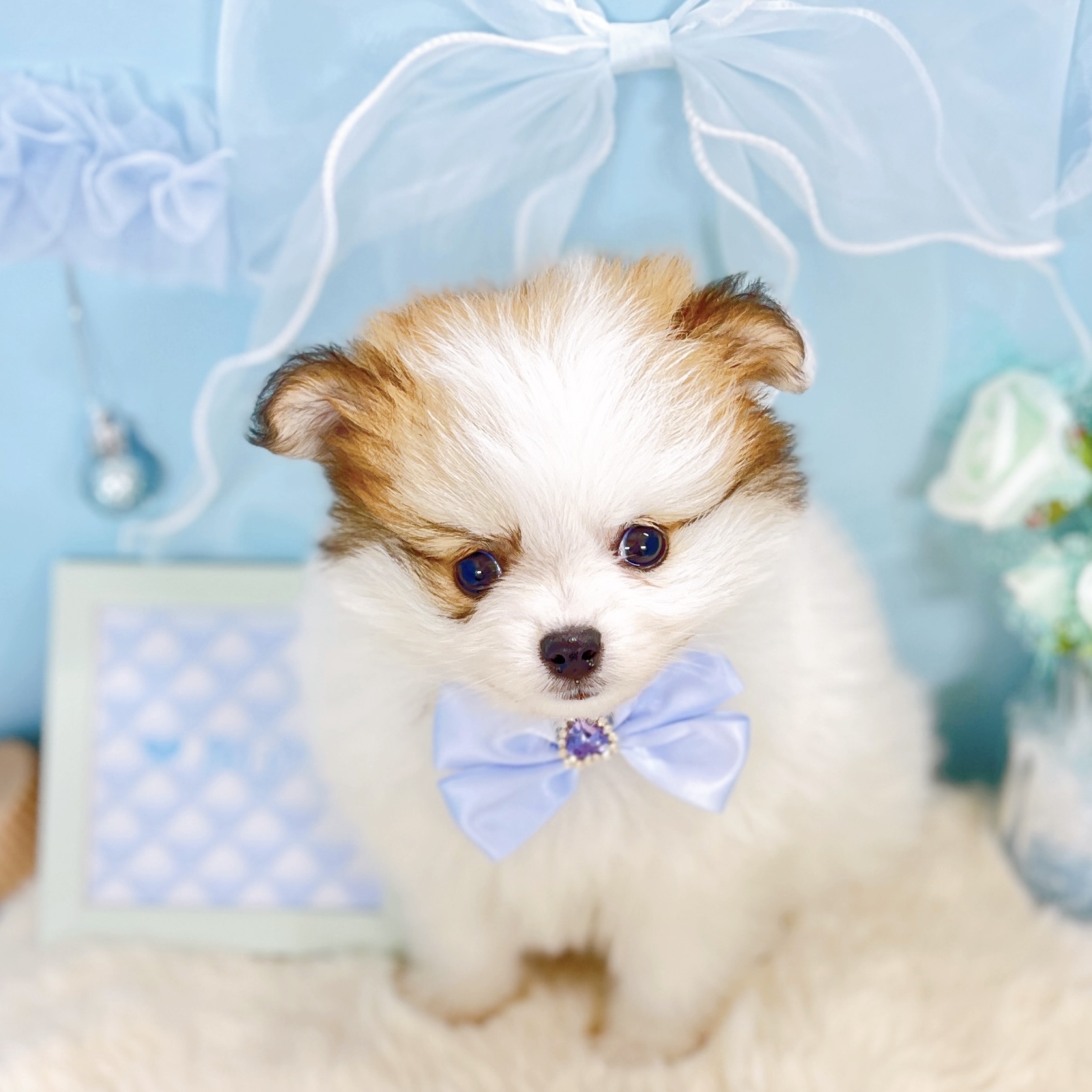 ハーフ犬男の子の写真