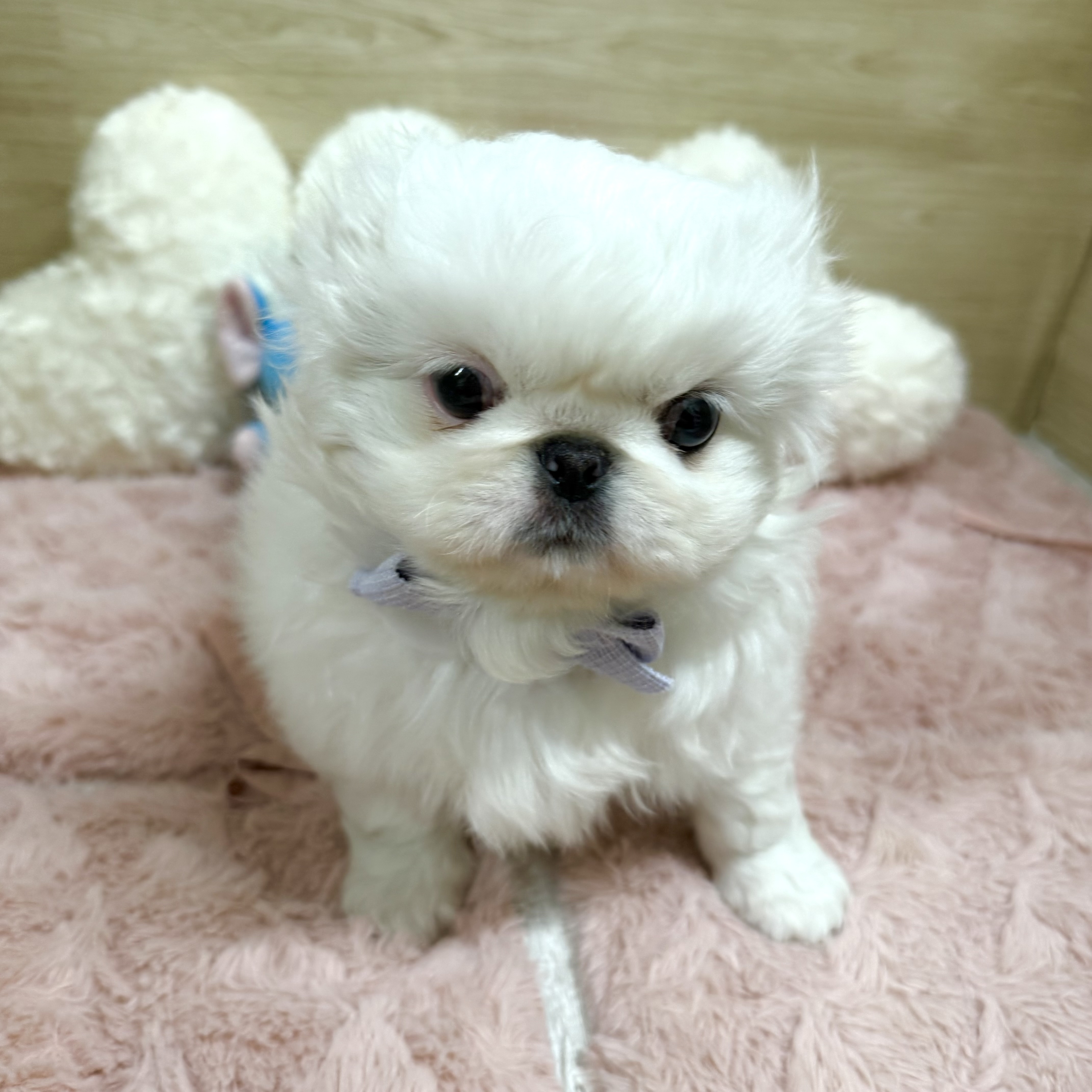 生体画像６