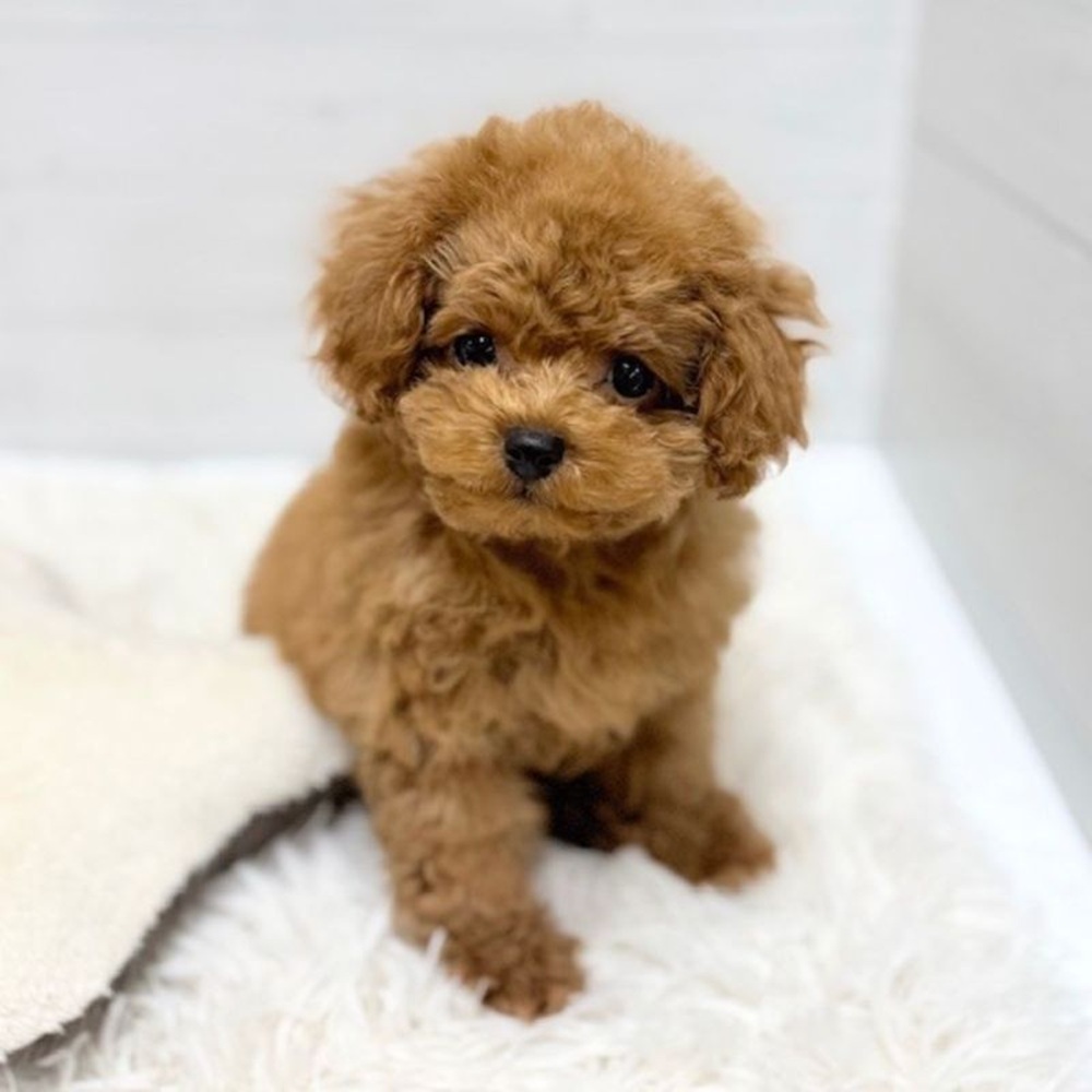 愛知県のトイプードル(タイニー) (犬の家＆猫の里豊田店/2026年1月20日生まれ/女の子/レッド)の子犬の1枚目の画像