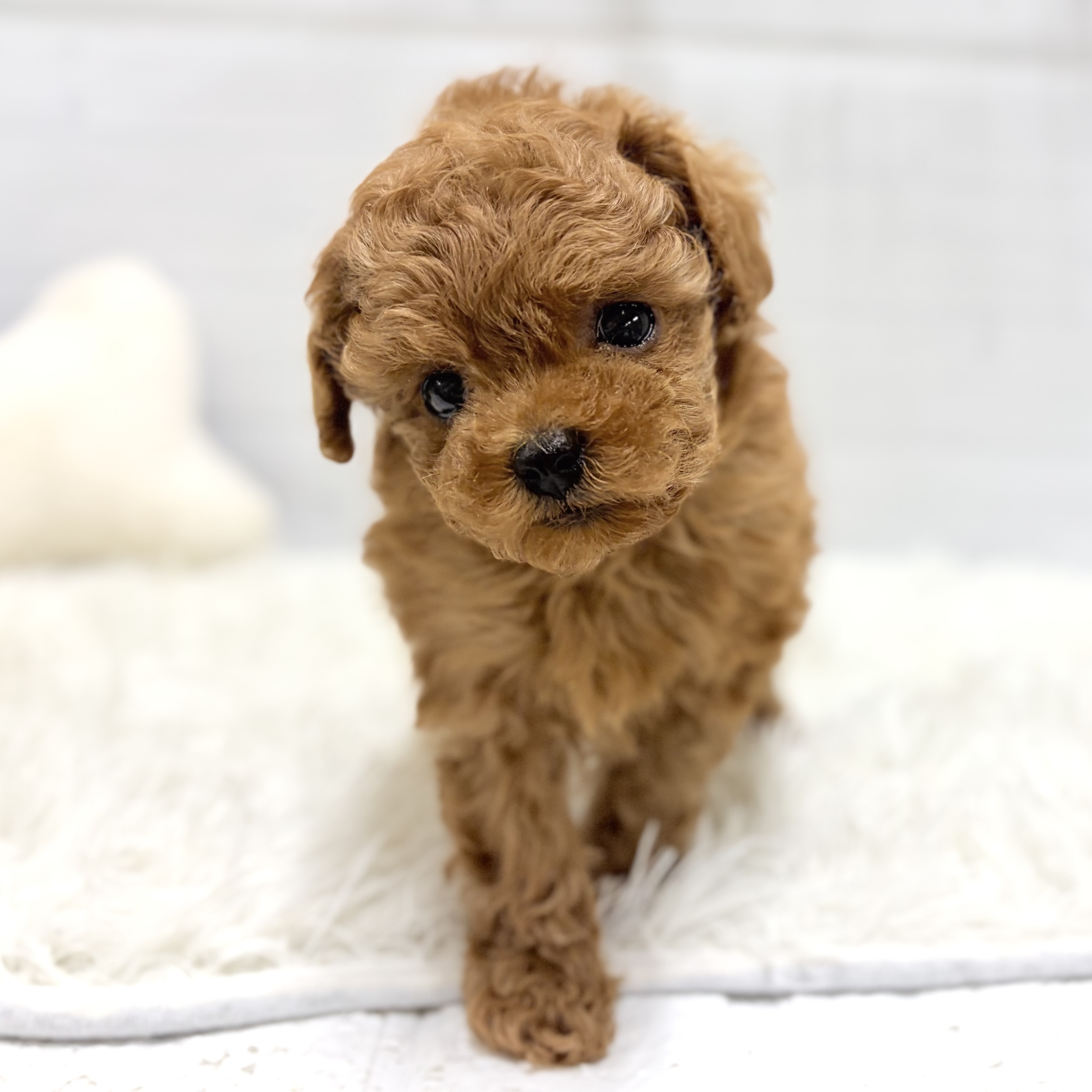 タイニープードル女の子の写真