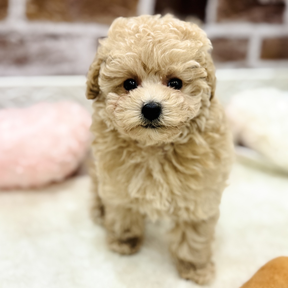 三重県のトイプードル(トイ) (犬の家＆猫の里三重桑名店/2026年1月20日生まれ/女の子/クリーム)の子犬の1枚目の画像