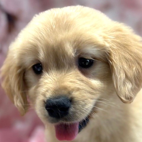 福岡県のゴールデンレトリバー (犬の家＆猫の里トリアス久山店/2026年1月20日生まれ/男の子/ゴールデン)の子犬の1枚目の画像