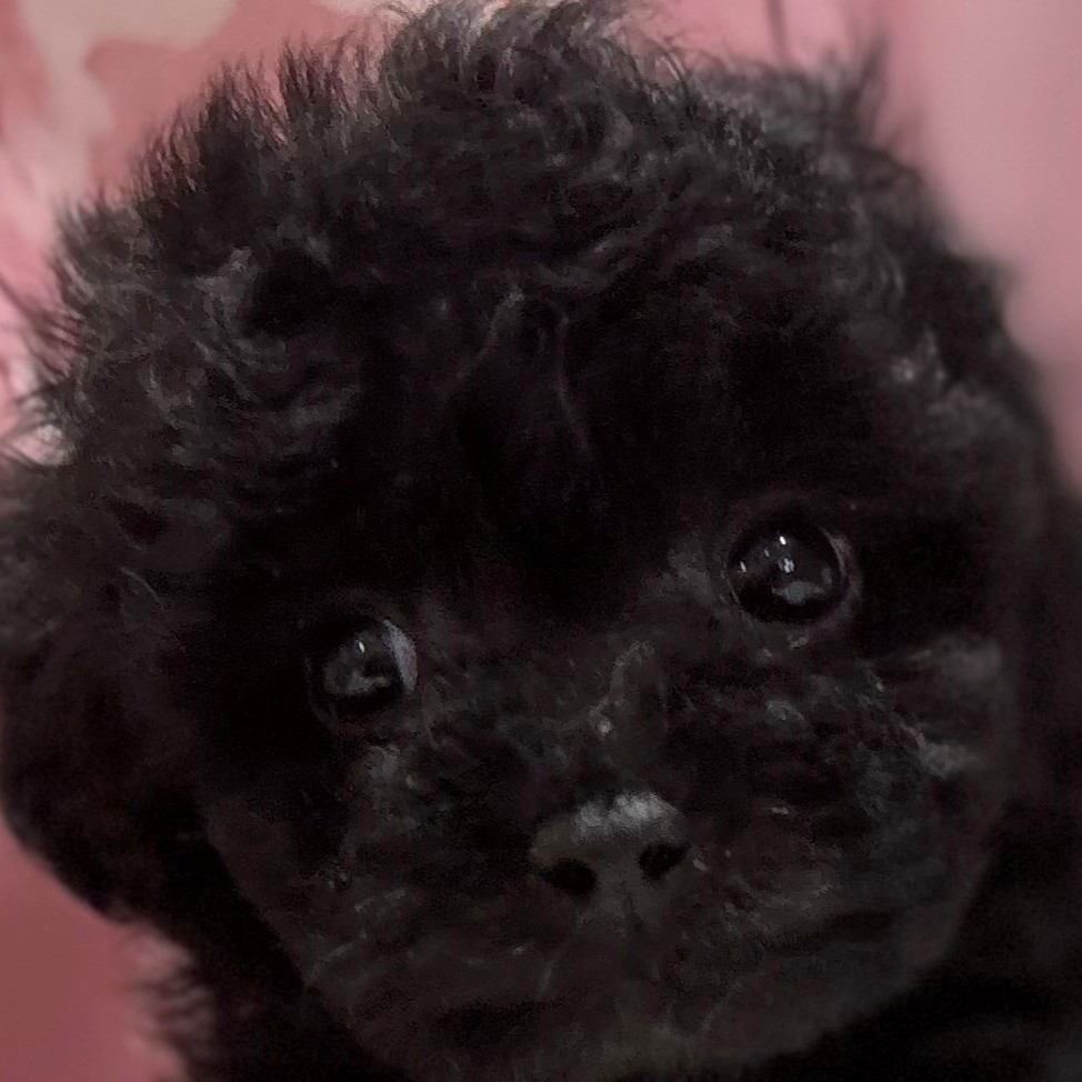 ティーカッププードル男の子の写真