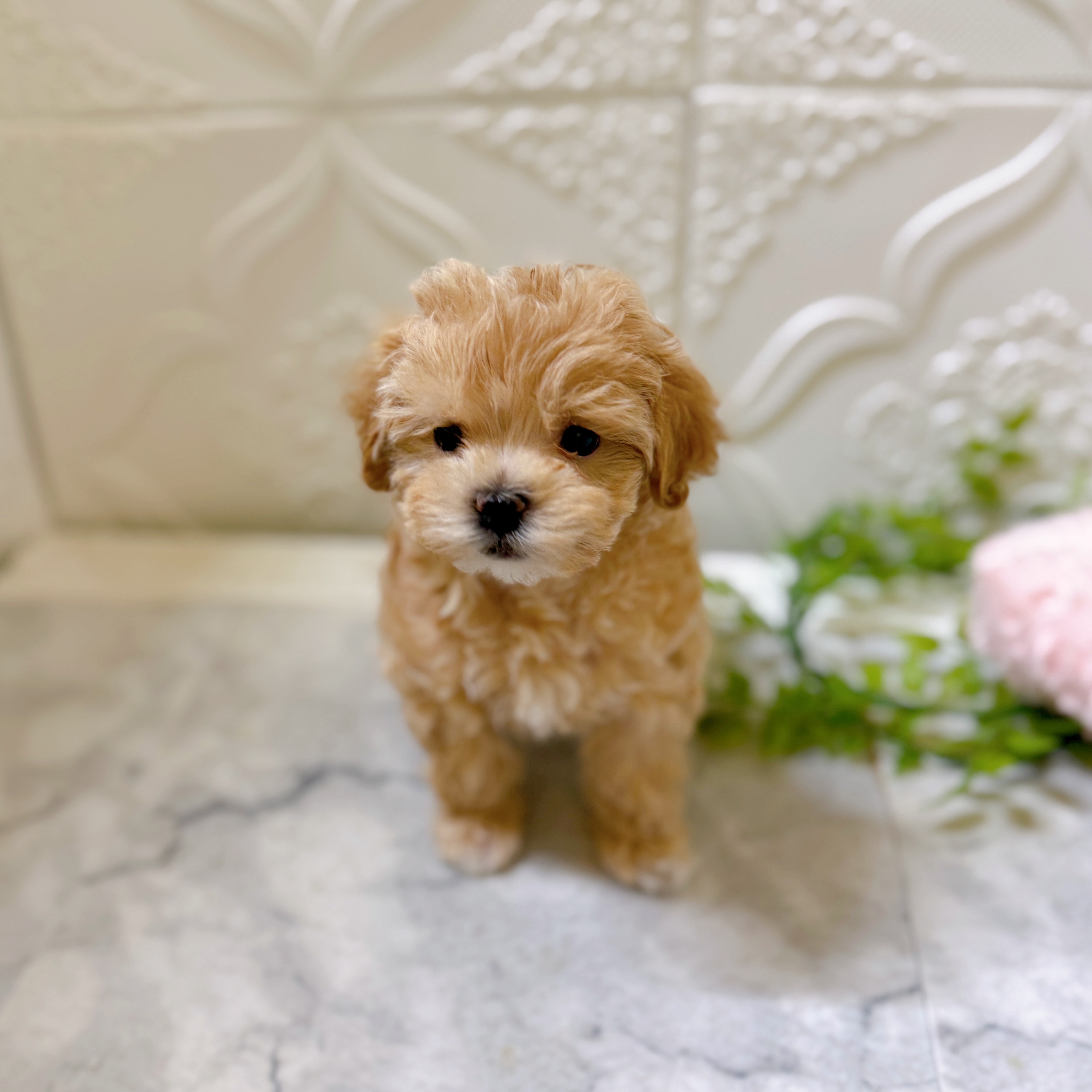 ハーフ犬女の子の写真