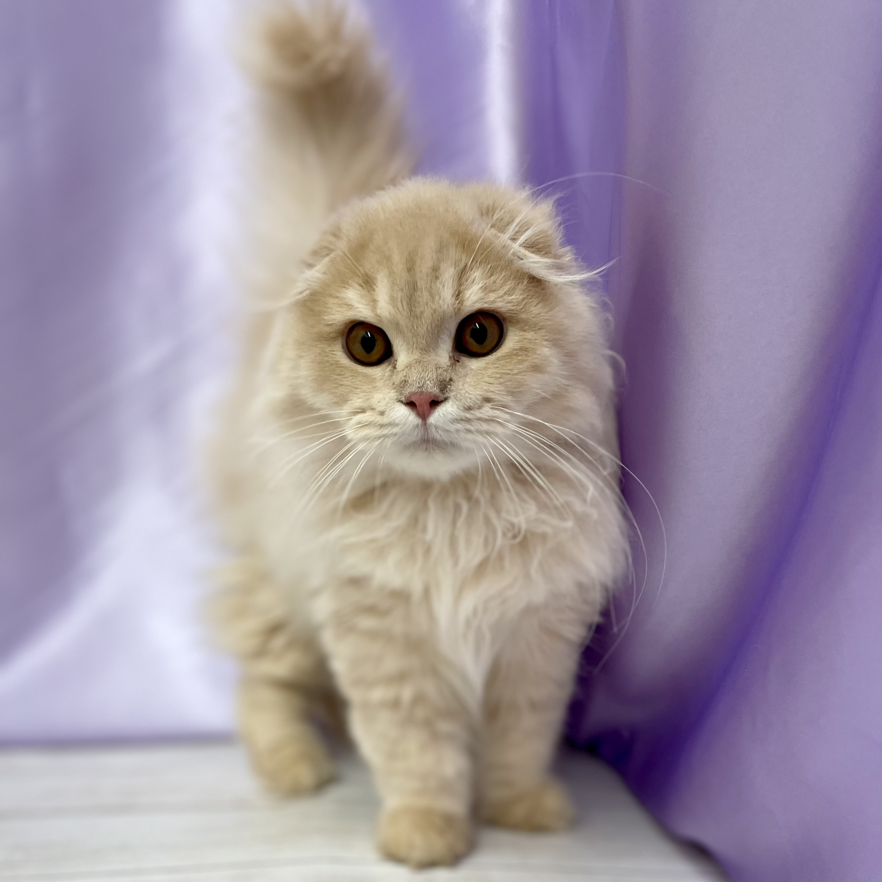 兵庫県のスコティッシュフォールド (犬の家＆猫の里尼崎店/2026年1月20日生まれ/男の子/クリームタビーホワイト)の子猫の1枚目の画像