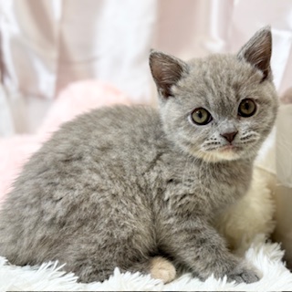 兵庫県のブリティッシュショートヘアー (犬の家＆猫の里カナート西神戸店/2026年1月12日生まれ/女の子/ライラック＆クリーム)の子猫の1枚目の画像